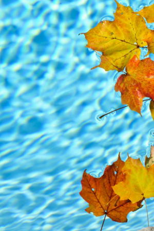fermeture-piscine-feuilles-automne
