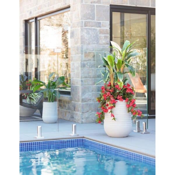 Cordyline et bougainvillier rouge