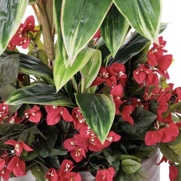 Cordyline et bougainvillier rouge