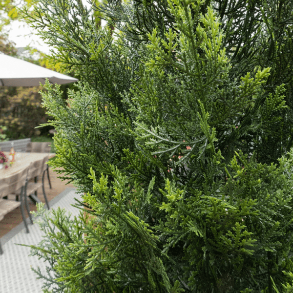 Cèdre artificiel extérieur en pot, 72”