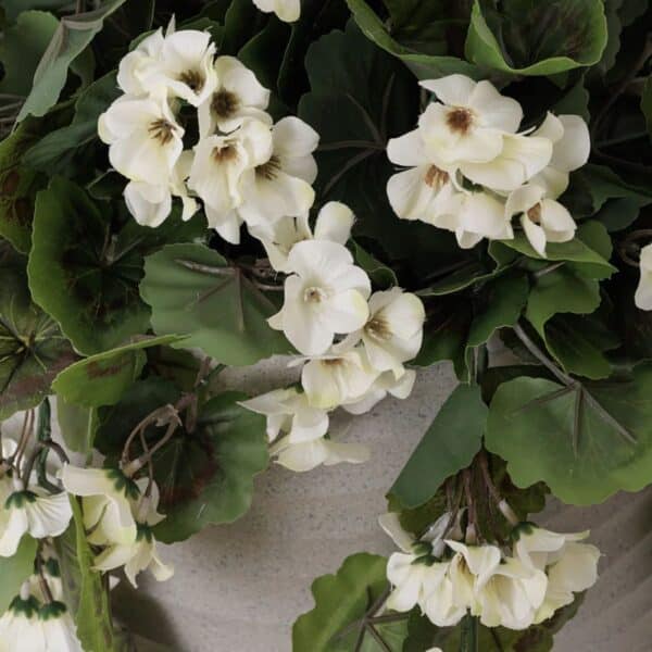 Jardinière géraniums blanc dans pot beige