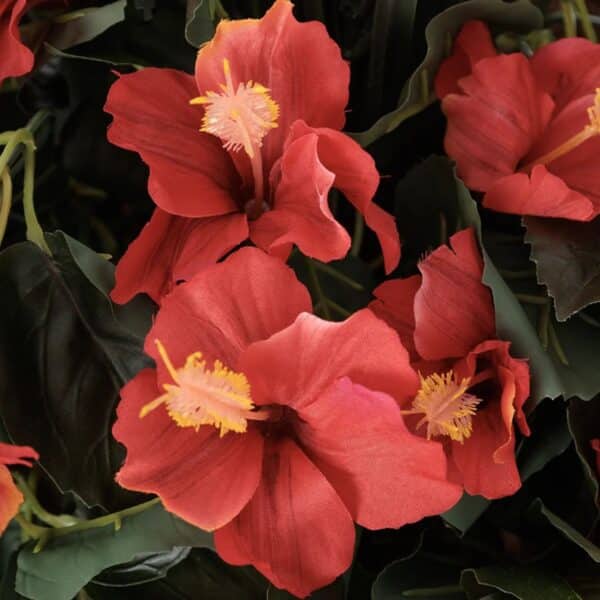 Arrangement d'hibiscus rouge dans pot beige