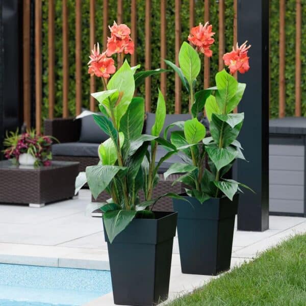 Arrangement de cannas rouges
